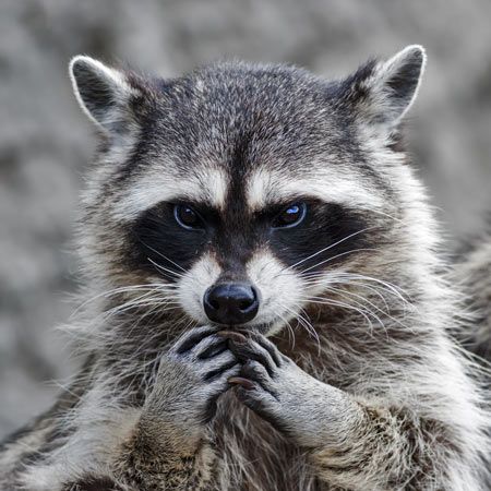 Mapache - Montes de Oro