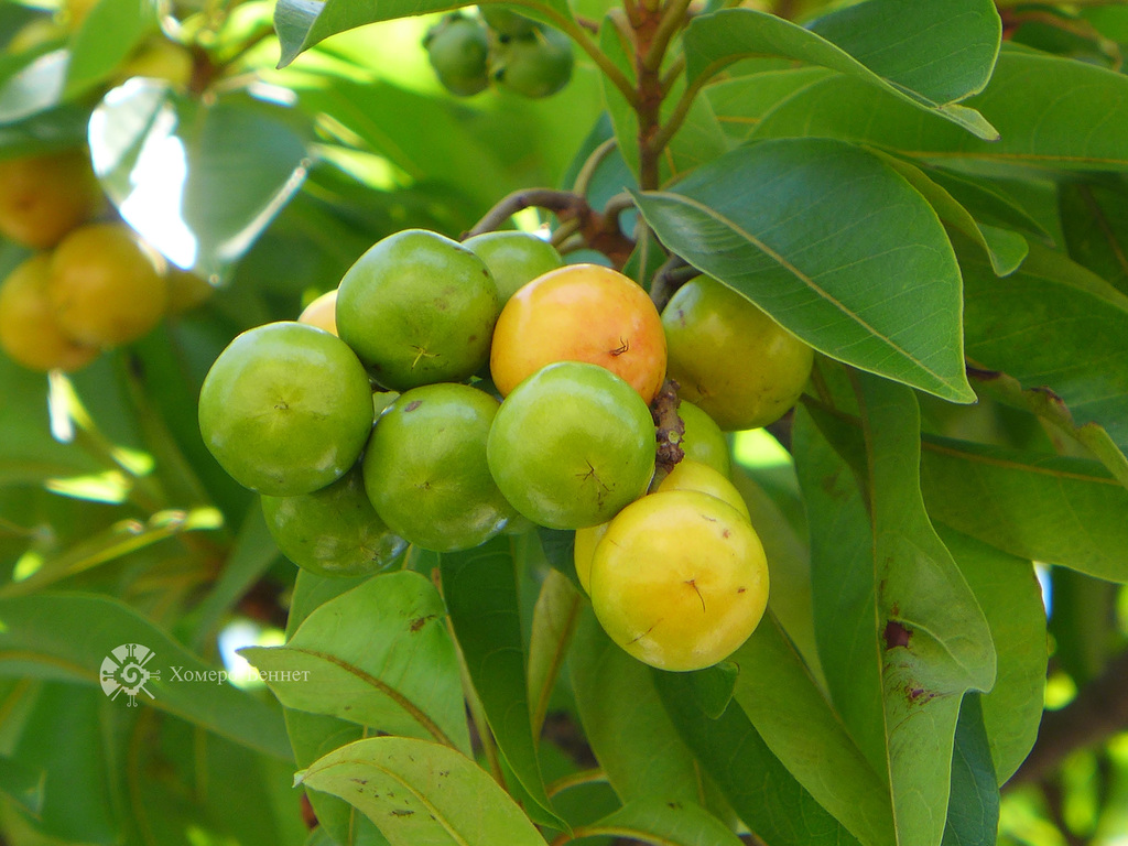 Nance - Montes de Oro